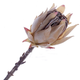 A Dusty Taupe Protea Cynaroides Pick, measuring approx. 51cm!