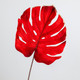 A Red Velvet Monstera Stem, measuring approx. 80cm!