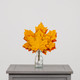 A bundle of 6 yellow & orange autumnal maple leaves, measuring approx. 25cm!