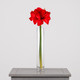 A 40cm red amaryllis stem