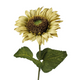 A 60cm Autumn Green Sunflower Stem. A 60cm Autumn Green Sunflower Stem.
