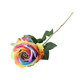A Pastel Rainbow Garden Rose.
