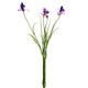 A 71cm Purple Botanica Iris Stem.