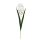 A 49cm Cream Hyacinth Stem.