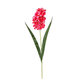 A 49cm Dark Pink Hyacinth Stem.