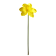 A 50cm Yellow Daffodil Stem.