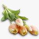 A 38cm Cream & Pink Real Touch Tulip Bunch.
