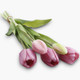 A 38cm Pink Rubberised Tulip Bunch.