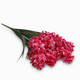 A 65cm Fuchsia Hyacinth Spray.