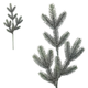 A 61cm Aspen Frost Fir Stem.