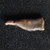 Olbia – Sarmatia (Northern Black Sea Region) Dolphin Proto-Money c. 500 BC