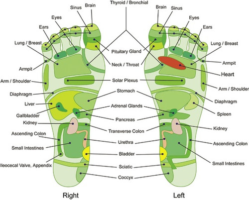 reflexology foot map