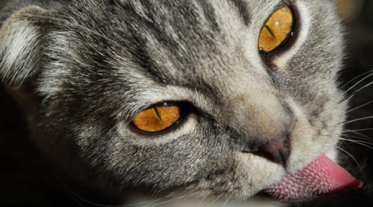 why-do-cats-lick-plastic-canidae