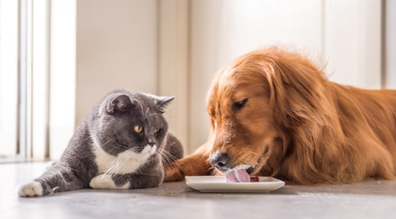 Free Feeding vs. Scheduled Meals What’s Best? Canidae