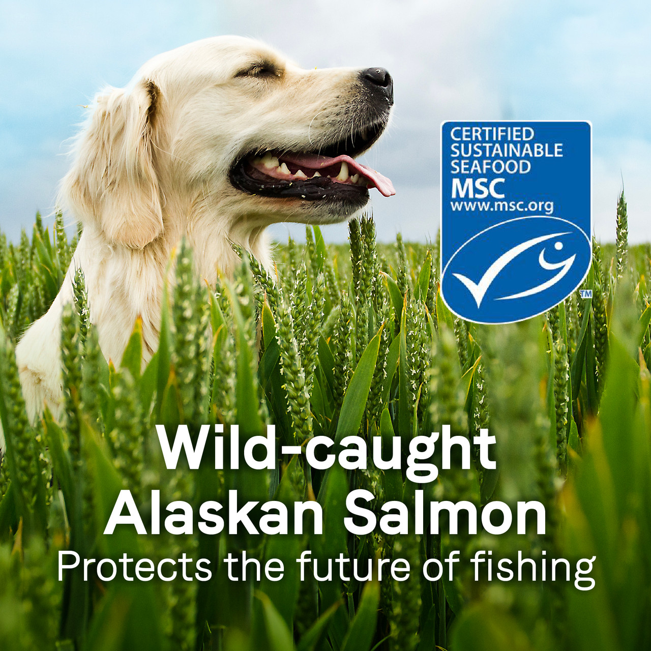 Does Salmon Give Dogs Diarrhea