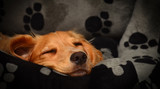 How to Train Your Dog to Sleep in Its Own Bed