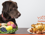 A Half Dozen Chicken Free Dog Food Ingredients To Consider