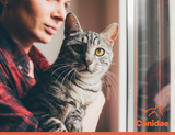 Top Tips for Introducing a Cat to a New Home