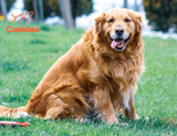 Overweight Dog? How to Diagnose and Treat Obesity in Dogs