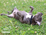 Why Do Dogs Roll on Their Backs?