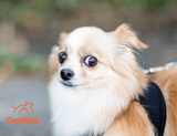 Scaredy Dog: How to Help Your Pup Through Dog Fear Periods
