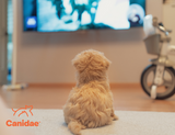 Strange Behavior Explained: Can Dogs Watch TV and What Do They Really See?