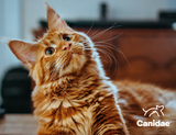 Everything You Need to Know About Grain-Free Cat Food