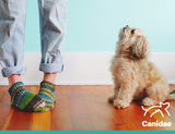 Crumbs, Costs and Current Formulas: Your Recent Canidae Questions Answered