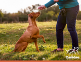 Training Your Dog With Healthy Dog Training Treats