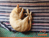 Why Do Cats Cover Their Faces When They Sleep?