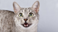 Why Do Cats Leave Their Mouths Open?