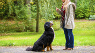 7 Basic Commands Every Dog Should Know