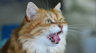 8 Reasons for a Cat's Excessive Meowing