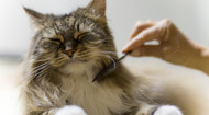 9 Surprising Home Remedies for Cat Hairballs