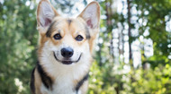 8 Proven Benefits of Apple Cider Vinegar for Dogs