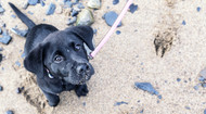 What Happens if My Dog Eats Sand?