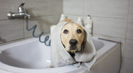 An Epsom Salt Bath Could Soothe Your Dog's Ailments