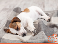 4 Tips for Soothing Your Puppy’s Sensitive Stomach Issues