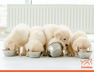 Don’t Know How Often To Feed a Puppy? Get Your Puppy Feeding Schedule Right