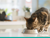 Wondering How to Get Your Cat to Gain Weight? Read This First