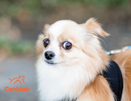 Scaredy Dog: How to Help Your Pup Through Dog Fear Periods