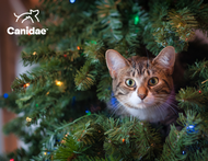 Cat-Proof Christmas Tree: How to Keep Cats Away From Christmas Trees