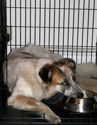 Dog eats off hot sale floor not bowl