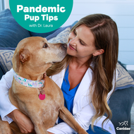 Pandemic Pup Tips With Dr. Laura. Top Tips For Keeping Your Dog Safe, Happy and Healthy as You Return to the Office