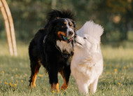 Is my family ready to get a second dog?