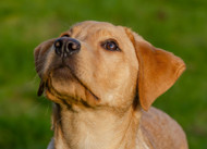 When should I switch my puppy to adult food? 