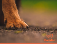 Sustainability and Pet Food: Why We Must Reduce Our Pawprint