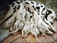 How to Help a Mother Dog Wean Her Puppies