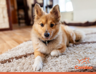 Why Does My Dog Dig in the Carpet and Furniture?