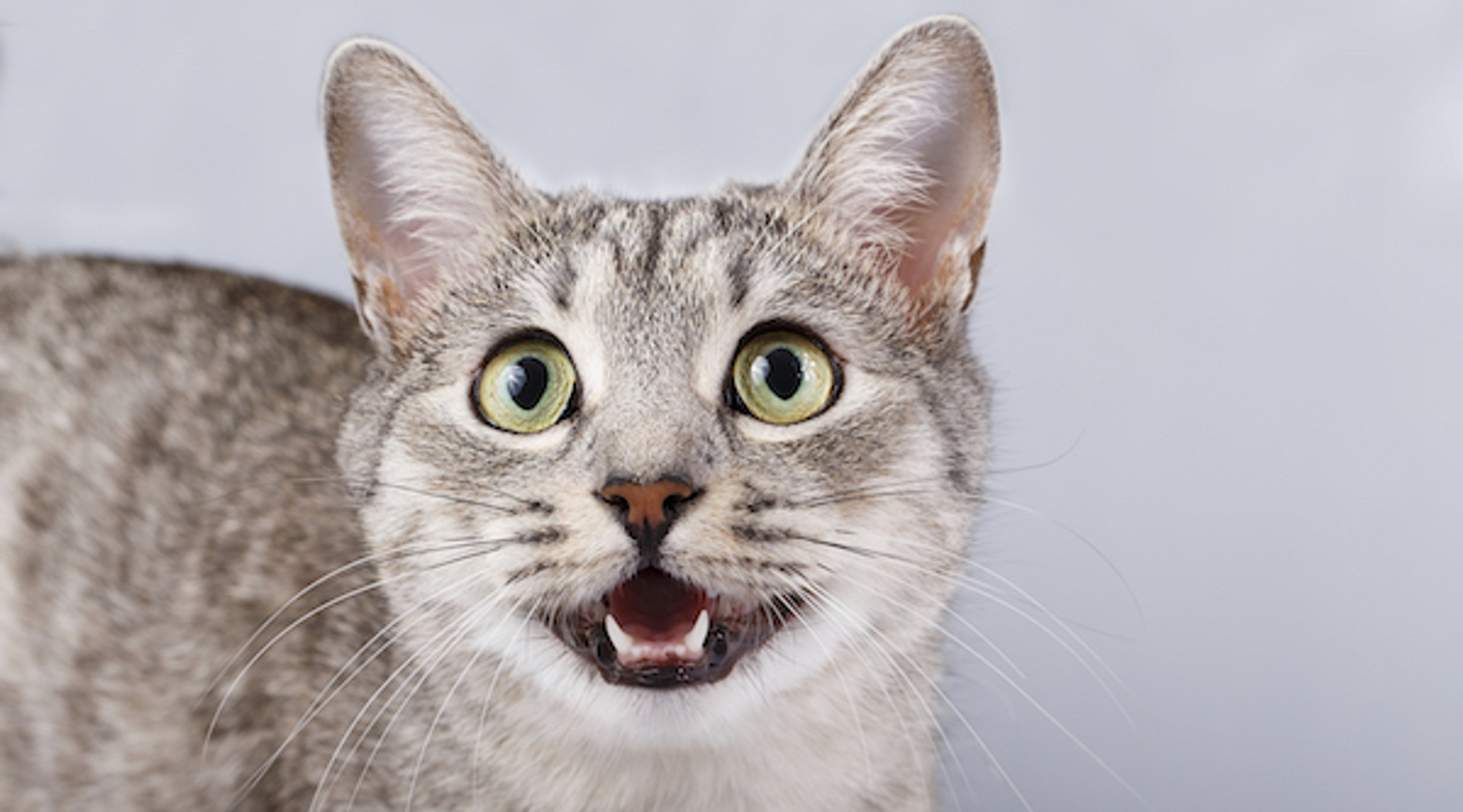 Why Do Cats Leave Their Mouths Open? Canidae